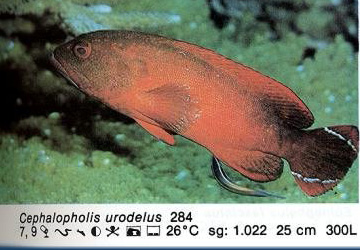 Cephalopholis urodelus
